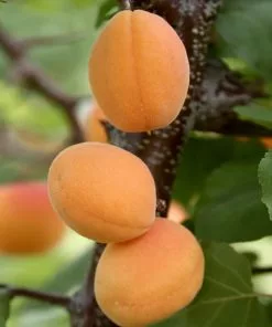 Fast Growing Trees Moorpark Apricot Tree