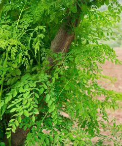 Fast Growing Trees Tropical Fruit Trees Moringa Tree 17 Fast Growing Trees Tropical Fruit Trees Moringa Tree