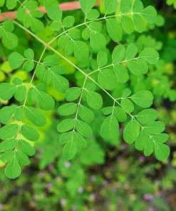 Fast Growing Trees Tropical Fruit Trees Moringa Tree 14 Fast Growing Trees Tropical Fruit Trees Moringa Tree