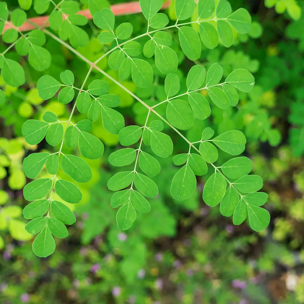 Fast Growing Trees Tropical Fruit Trees Moringa Tree 7 Fast Growing Trees Tropical Fruit Trees Moringa Tree