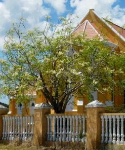 Fast Growing Trees Tropical Fruit Trees Moringa Tree 16 Fast Growing Trees Tropical Fruit Trees Moringa Tree