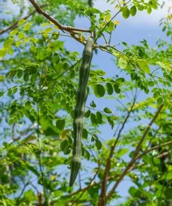 Fast Growing Trees Tropical Fruit Trees Moringa Tree