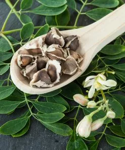 Fast Growing Trees Tropical Fruit Trees Moringa Tree 12 Fast Growing Trees Tropical Fruit Trees Moringa Tree