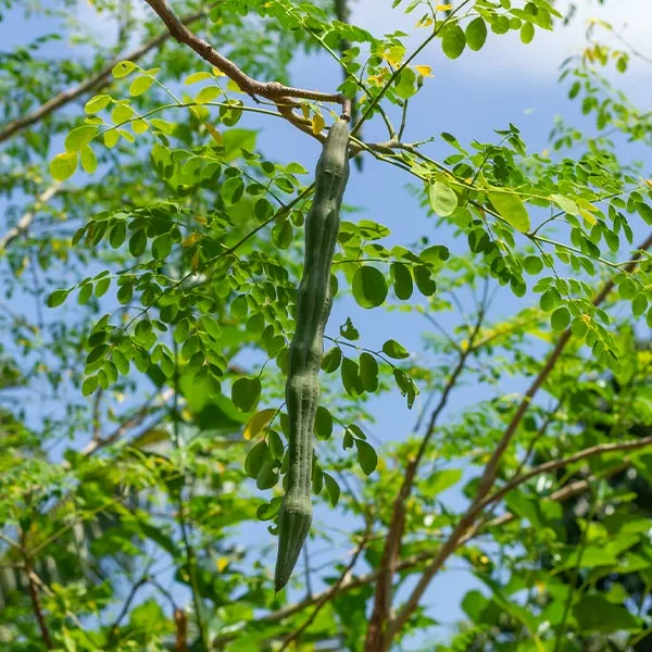 Fast Growing Trees Tropical Fruit Trees Moringa Tree 3 Fast Growing Trees Tropical Fruit Trees Moringa Tree