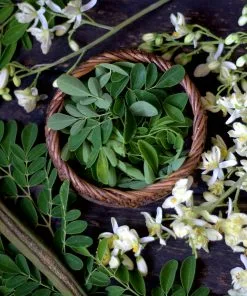 Fast Growing Trees Tropical Fruit Trees Moringa Tree 15 Fast Growing Trees Tropical Fruit Trees Moringa Tree