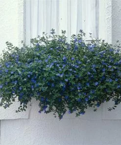 Fast Growing Trees Blue Daze Morning Glory