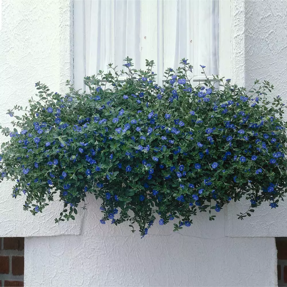 Fast Growing Trees Blue Daze Morning Glory 4 Fast Growing Trees Blue Daze Morning Glory