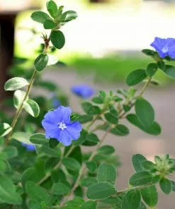 Fast Growing Trees Blue Daze Morning Glory 7 Fast Growing Trees Blue Daze Morning Glory