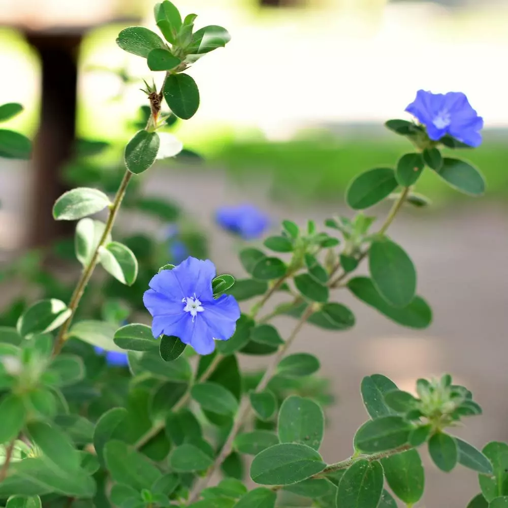 Fast Growing Trees Blue Daze Morning Glory 5 Fast Growing Trees Blue Daze Morning Glory