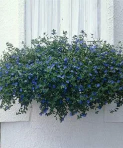 Fast Growing Trees Blue Daze Morning Glory