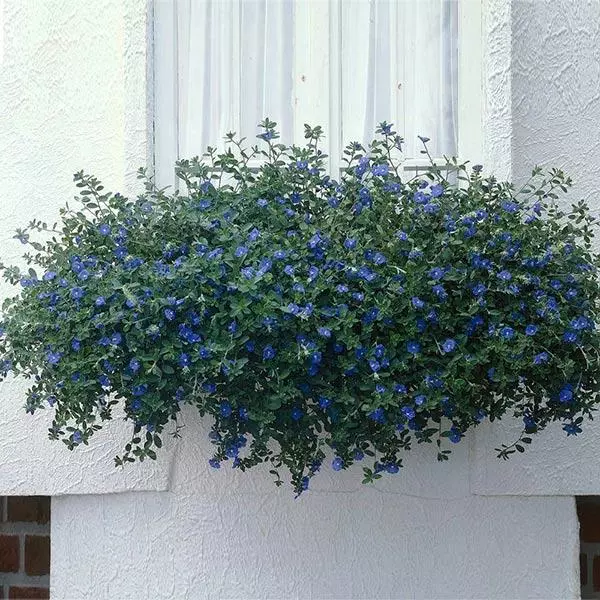 Fast Growing Trees Blue Daze Morning Glory 3 Fast Growing Trees Blue Daze Morning Glory