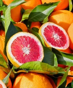 Fast Growing Trees Our Newest Arrivals Blood Orange Tree 9 Fast Growing Trees Our Newest Arrivals Blood Orange Tree