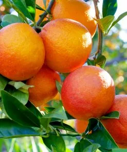 Fast Growing Trees Our Newest Arrivals Blood Orange Tree 10 Fast Growing Trees Our Newest Arrivals Blood Orange Tree