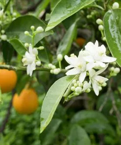Fast Growing Trees Citrus Trees Blood Orange Tree 11 Fast Growing Trees Citrus Trees Blood Orange Tree