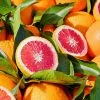 Fast Growing Trees Citrus Trees Blood Orange Tree 1 Fast Growing Trees Citrus Trees Blood Orange Tree