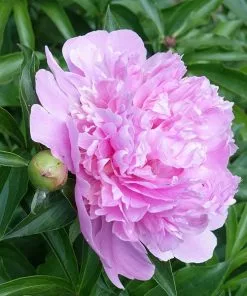 Fast Growing Trees Mr. Ed Peony