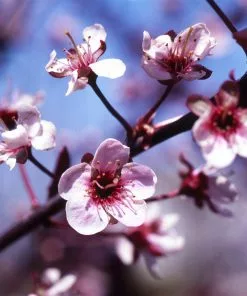 Fast Growing Trees Mount St. Helens® Plum Tree Flowering Plum Trees 9 Fast Growing Trees Mount St. Helens® Plum Tree Flowering Plum Trees