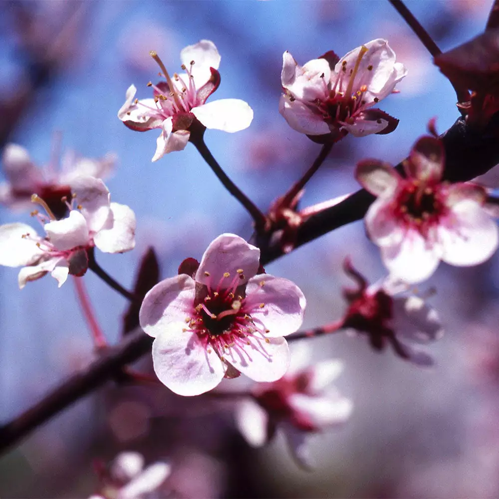 Fast Growing Trees Mount St. Helens® Plum Tree Flowering Plum Trees 6 Fast Growing Trees Mount St. Helens® Plum Tree Flowering Plum Trees