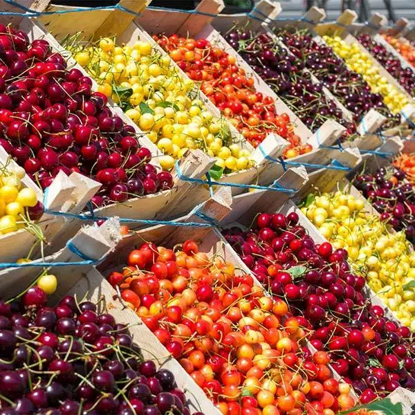 Fast Growing Trees 3-in-1 Cherry Tree Cherry Trees 3 Fast Growing Trees 3-in-1 Cherry Tree Cherry Trees