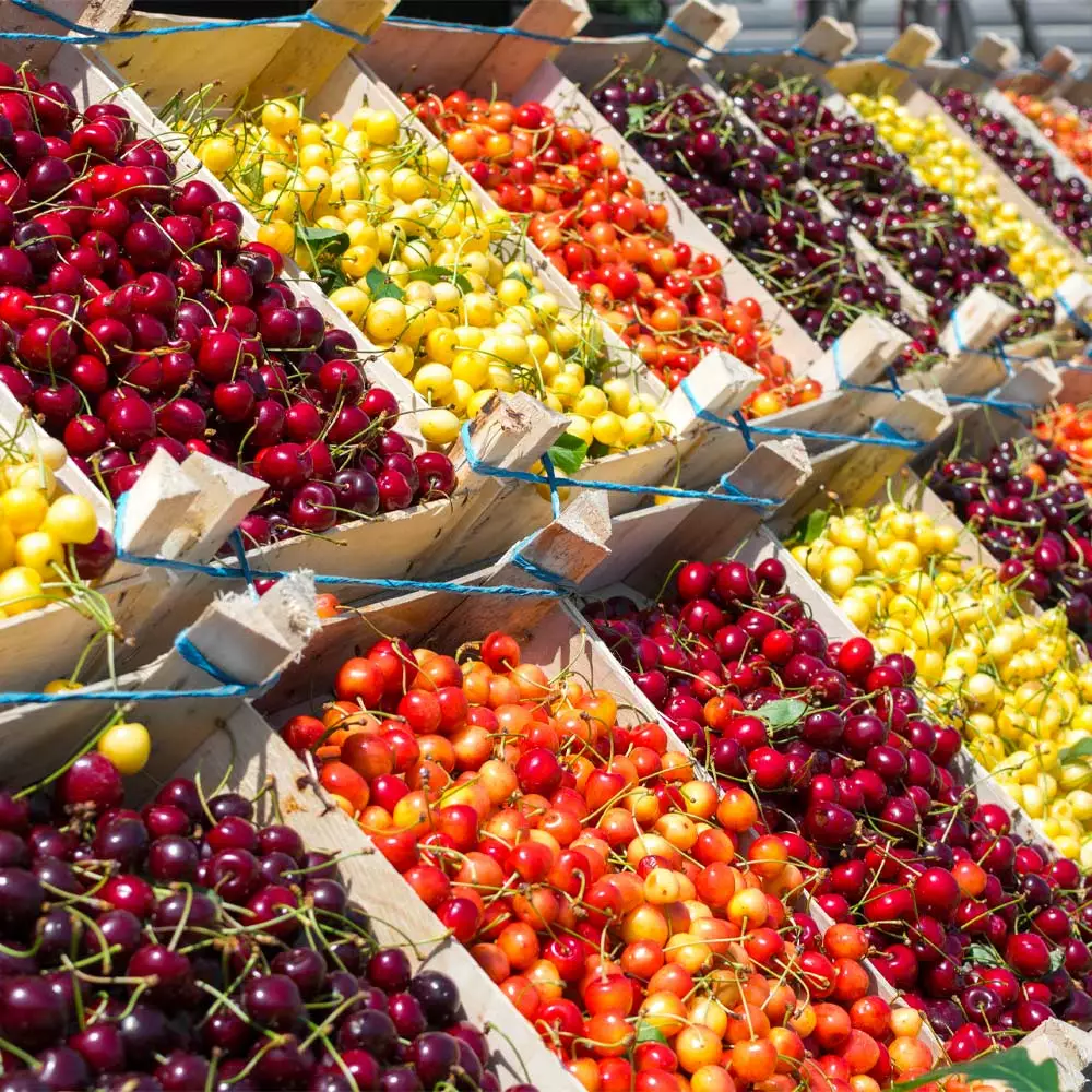 Fast Growing Trees 5-in-1 Cherry Tree 4 Fast Growing Trees 5-in-1 Cherry Tree