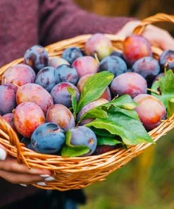 Fast Growing Trees 4-in-1 Plum Tree