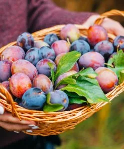 Fast Growing Trees 5-in-1 Plum Tree