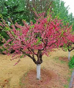 Fast Growing Trees Peach Trees 2-in-1 Peach Tree