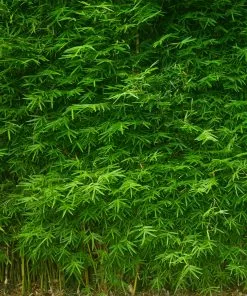 Fast Growing Trees Multiplex Bamboo