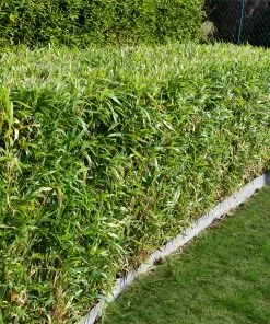 Fast Growing Trees Multiplex Bamboo