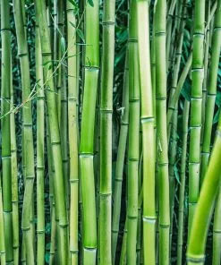 Fast Growing Trees Multiplex Bamboo