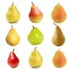 Fast Growing Trees 3-in-1 Pear Tree 1 Fast Growing Trees 3-in-1 Pear Tree