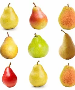 Fast Growing Trees 4-in-1 Pear Tree