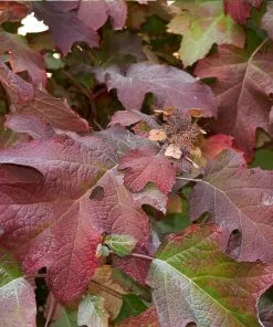 Fast Growing Trees Munchkin Hydrangea Shrub 9 Fast Growing Trees Munchkin Hydrangea Shrub