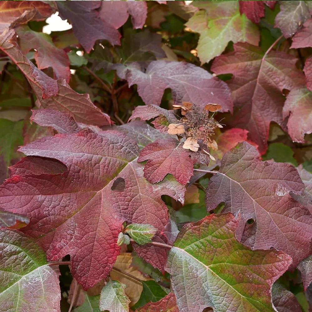 Fast Growing Trees Munchkin Hydrangea Shrub 5 Fast Growing Trees Munchkin Hydrangea Shrub