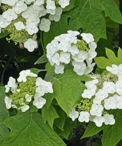 Fast Growing Trees Munchkin Hydrangea Shrub 10 Fast Growing Trees Munchkin Hydrangea Shrub