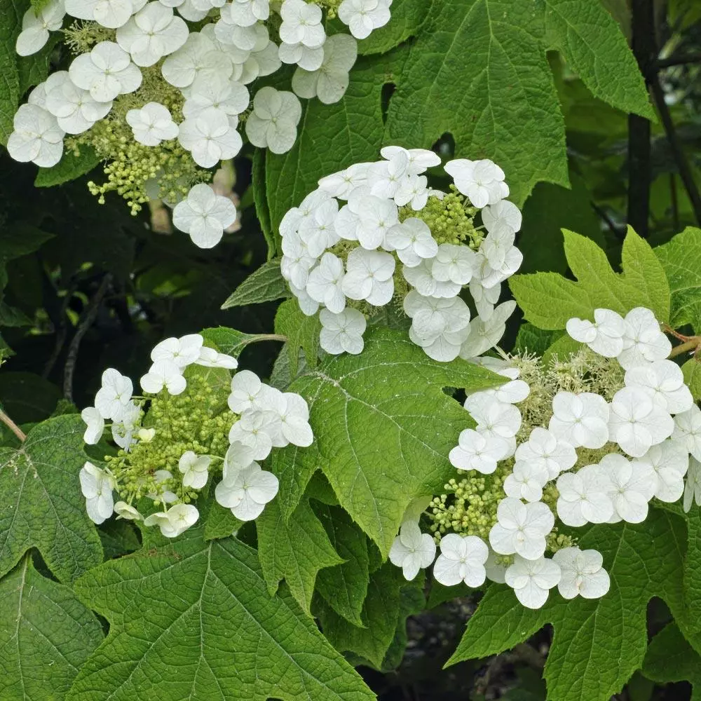 Fast Growing Trees Munchkin Hydrangea Shrub 6 Fast Growing Trees Munchkin Hydrangea Shrub