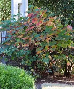 Fast Growing Trees Munchkin Hydrangea Shrub 11 Fast Growing Trees Munchkin Hydrangea Shrub