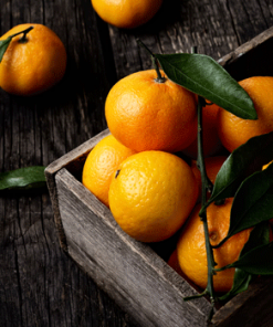 Fast Growing Trees Murcott Honey Mandarin Tree