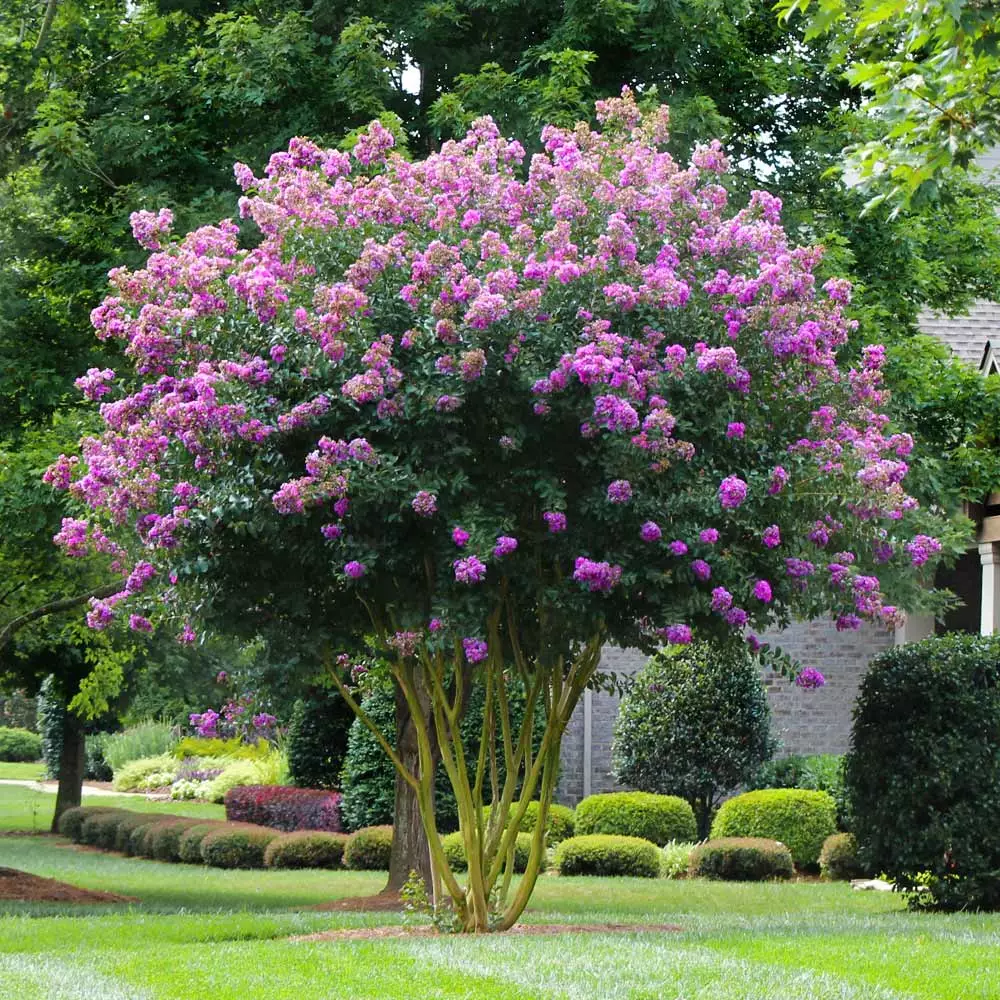 Fast Growing Trees Muskogee Crape Myrtle Tree 4 Fast Growing Trees Muskogee Crape Myrtle Tree