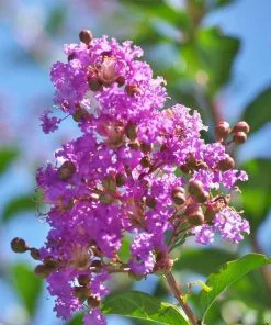 Fast Growing Trees Muskogee Crape Myrtle Tree 10 Fast Growing Trees Muskogee Crape Myrtle Tree