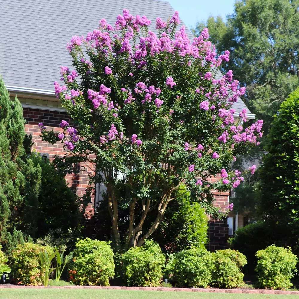 Fast Growing Trees Muskogee Crape Myrtle Tree 6 Fast Growing Trees Muskogee Crape Myrtle Tree