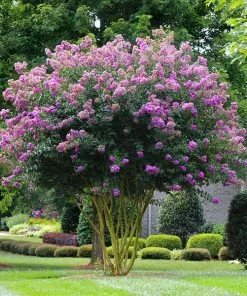 Fast Growing Trees Muskogee Crape Myrtle Tree