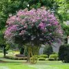 Fast Growing Trees Muskogee Crape Myrtle Tree 1 Fast Growing Trees Muskogee Crape Myrtle Tree