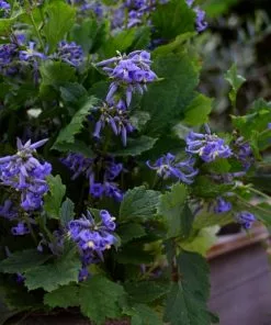 Fast Growing Trees New Love Clematis Shrub 6 Fast Growing Trees New Love Clematis Shrub