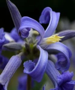 Fast Growing Trees New Love Clematis Shrub 7 Fast Growing Trees New Love Clematis Shrub