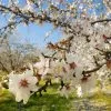 Fast Growing Trees NE Plus Almond Tree 1 Fast Growing Trees NE Plus Almond Tree