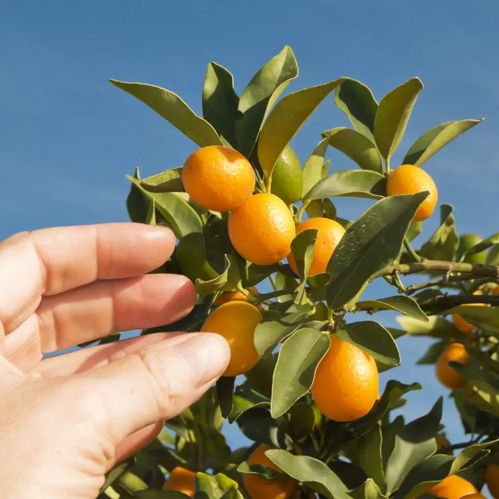 Fast Growing Trees Citrus Trees Nagami Kumquat Tree 5 Fast Growing Trees Citrus Trees Nagami Kumquat Tree