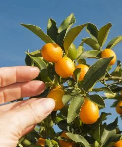 Fast Growing Trees Nagami Kumquat Tree Citrus Trees 10 Fast Growing Trees Nagami Kumquat Tree Citrus Trees
