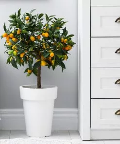 Fast Growing Trees Nagami Kumquat Tree Citrus Trees 11 Fast Growing Trees Nagami Kumquat Tree Citrus Trees