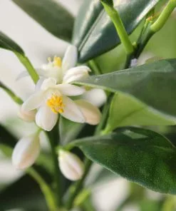 Fast Growing Trees Nagami Kumquat Tree Citrus Trees 12 Fast Growing Trees Nagami Kumquat Tree Citrus Trees